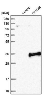 Anti-FAM3B antibody produced in rabbit Prestige Antibodies&#174; Powered by Atlas Antibodies, affinity isolated antibody, buffered aqueous glycerol solution