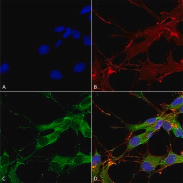 Monoclonal Anti-Fgfa/Fhfa - Hrp antibody produced in mouse clone S235-22, purified immunoglobulin