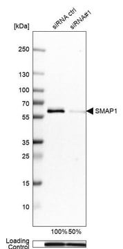 Anti-SMAP1 antibody produced in rabbit Prestige Antibodies&#174; Powered by Atlas Antibodies, affinity isolated antibody, buffered aqueous glycerol solution