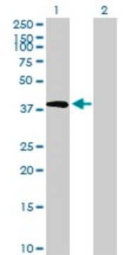 Anti-TRIB2 antibody produced in mouse purified immunoglobulin, buffered aqueous solution