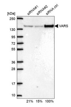 Anti-VARS antibody produced in rabbit Prestige Antibodies&#174; Powered by Atlas Antibodies, affinity isolated antibody, buffered aqueous glycerol solution