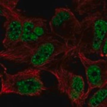 Anti-ZFAND5 antibody produced in rabbit Prestige Antibodies&#174; Powered by Atlas Antibodies, affinity isolated antibody, buffered aqueous glycerol solution