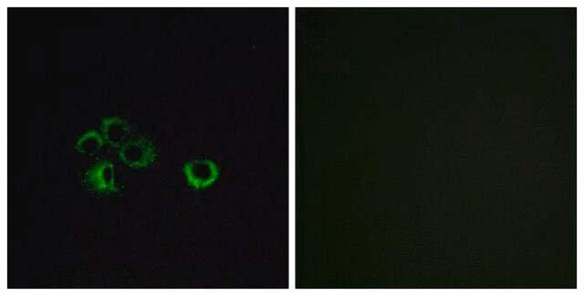 Anti-OR2Z1 antibody produced in rabbit affinity isolated antibody