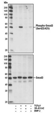 PhosphoDetect Anti-Smad3 (pSer423/425) Rabbit mAb (C25A9) liquid, clone C25A9, Calbiochem&#174;