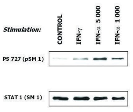 Monoclonal Anti-STAT1 antibody produced in mouse clone SM1