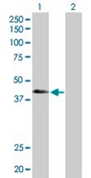 Anti-ATP6V1C2 antibody produced in rabbit purified immunoglobulin, buffered aqueous solution