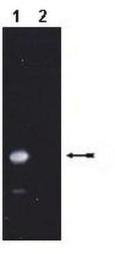 Anti-ISG15/UCRP Antibody Upstate&#174;, from rabbit