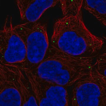 Anti-EDC4 antibody produced in rabbit Prestige Antibodies&#174; Powered by Atlas Antibodies, affinity isolated antibody