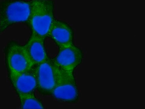 Anti-Rab13 (C-terminal) antibody produced in rabbit ~1.0&#160;mg/mL, affinity isolated antibody, buffered aqueous solution