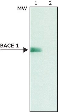 Anti-BACE 1, C-Terminus (485-501) antibody produced in rabbit affinity isolated antibody, buffered aqueous solution