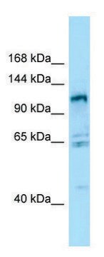 Anti-GPRC6A (N-terminal) antibody produced in rabbit affinity isolated antibody