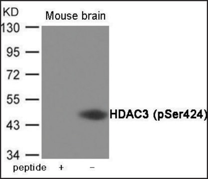 Anti-phospho-HDAC3 (pSer424) antibody produced in rabbit affinity isolated antibody