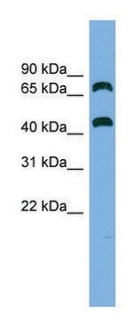 Anti-GSPT2 antibody produced in rabbit affinity isolated antibody