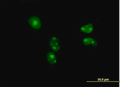 Anti-BYSL antibody produced in mouse IgG fraction of antiserum, buffered aqueous solution