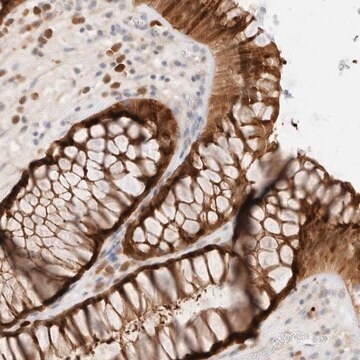 Anti-EFCAB13 antibody produced in rabbit Prestige Antibodies&#174; Powered by Atlas Antibodies, affinity isolated antibody, buffered aqueous glycerol solution, Ab3