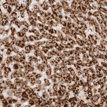 Anti-DMBX1 antibody produced in rabbit Prestige Antibodies&#174; Powered by Atlas Antibodies, affinity isolated antibody, buffered aqueous glycerol solution