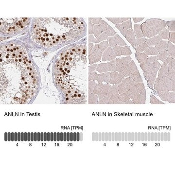 Anti-ANLN antibody produced in rabbit Prestige Antibodies&#174; Powered by Atlas Antibodies, affinity isolated antibody, buffered aqueous glycerol solution