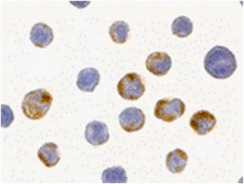 Anti-AES Antibody from rabbit, purified by affinity chromatography