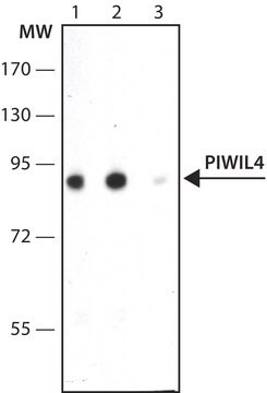 Anti-PIWIL4 antibody produced in rabbit ~1.0&#160;mg/mL, affinity isolated antibody