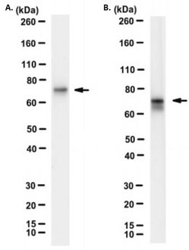 Anti-DDX3 Antibody, clone AO196