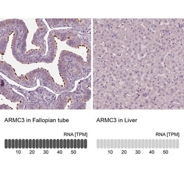 Anti-ARMC3 antibody produced in rabbit Prestige Antibodies&#174; Powered by Atlas Antibodies, affinity isolated antibody, buffered aqueous glycerol solution