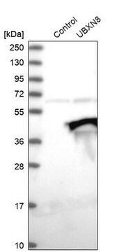 Anti-UBXN8 antibody produced in rabbit Prestige Antibodies&#174; Powered by Atlas Antibodies, affinity isolated antibody, buffered aqueous glycerol solution