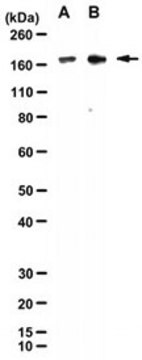 Anti-Gemin5 Antibody, clone 1E12