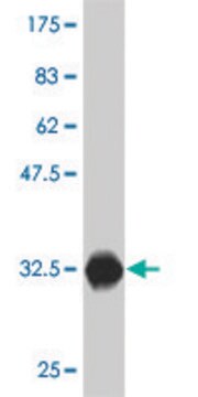 ANTI-ZIC1 antibody produced in mouse clone 1B2, purified immunoglobulin, buffered aqueous solution