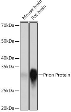 Anti-Prion Protein Antibody, clone 3D0J9, Rabbit Monoclonal