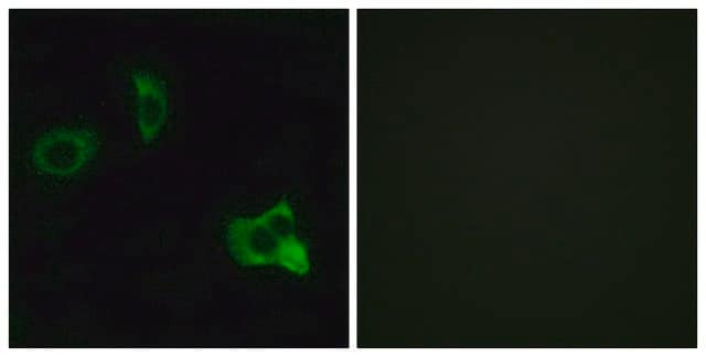 Anti-OR8D1 antibody produced in rabbit affinity isolated antibody