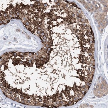 Anti-DYNC1LI1 antibody produced in rabbit Prestige Antibodies&#174; Powered by Atlas Antibodies, affinity isolated antibody, buffered aqueous glycerol solution