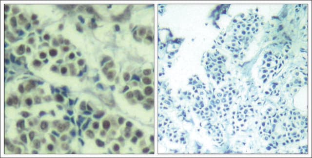 Anti-MDM2 (Ab-166) antibody produced in rabbit affinity isolated antibody