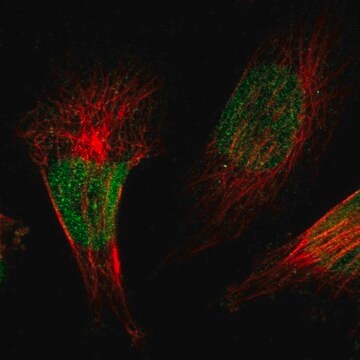 Anti-ZBTB38 antibody produced in rabbit Prestige Antibodies&#174; Powered by Atlas Antibodies, affinity isolated antibody, buffered aqueous glycerol solution