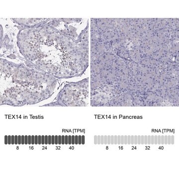 Anti-TEX14 Prestige Antibodies&#174; Powered by Atlas Antibodies, affinity isolated antibody