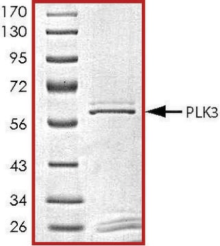 PLK3, active, GST tagged human PRECISIO&#174;, recombinant, expressed in baculovirus infected Sf9 cells, &#8805;70% (SDS-PAGE), buffered aqueous glycerol solution