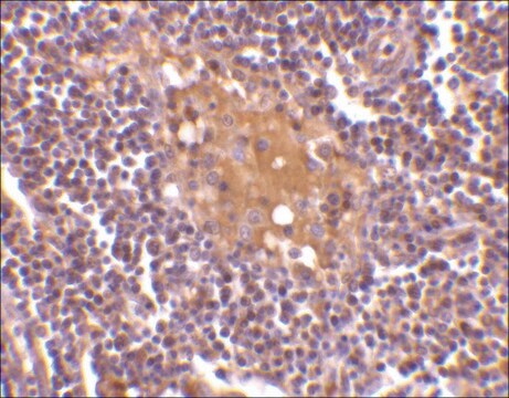 Anti-AIM (ab1) antibody produced in rabbit affinity isolated antibody, buffered aqueous solution