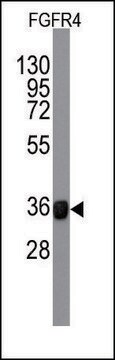 Monoclonal Anti-FGFR4 antibody produced in mouse IgG fraction of antiserum, buffered aqueous solution