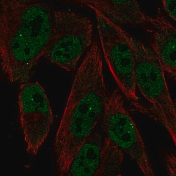 Anti-RXRG antibody produced in rabbit Prestige Antibodies&#174; Powered by Atlas Antibodies, affinity isolated antibody