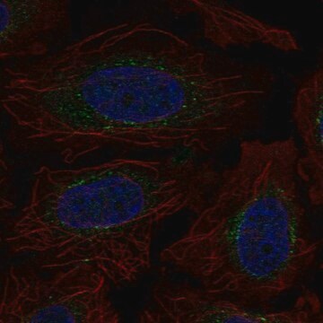 Anti-EXT2 antibody produced in rabbit Prestige Antibodies&#174; Powered by Atlas Antibodies, affinity isolated antibody