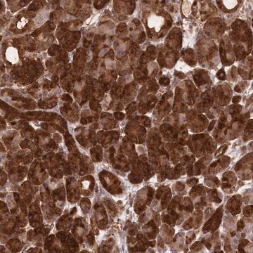 Anti-CCDC91 antibody produced in rabbit Prestige Antibodies&#174; Powered by Atlas Antibodies, affinity isolated antibody, buffered aqueous glycerol solution