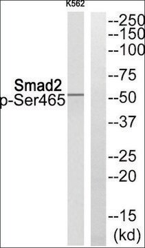 Anti-phospho-Smad2 (pSer465) antibody produced in rabbit affinity isolated antibody