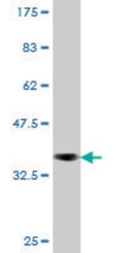 Monoclonal Anti-EXO1, (C-terminal) antibody produced in mouse clone 1H6, purified immunoglobulin, buffered aqueous solution