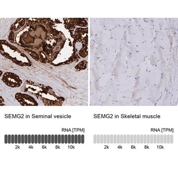 Anti-SEMG2 antibody produced in rabbit Prestige Antibodies&#174; Powered by Atlas Antibodies, affinity isolated antibody, buffered aqueous glycerol solution