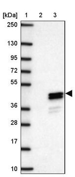 Anti-CLVS1 antibody produced in rabbit Prestige Antibodies&#174; Powered by Atlas Antibodies, affinity isolated antibody, buffered aqueous glycerol solution