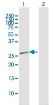 Anti-HEBP2 antibody produced in mouse purified immunoglobulin, buffered aqueous solution