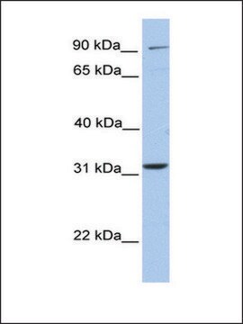 Anti-ELFN2 antibody produced in rabbit affinity isolated antibody