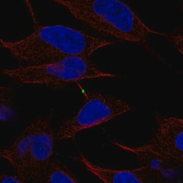 Anti-CBLN4 antibody produced in rabbit Prestige Antibodies&#174; Powered by Atlas Antibodies, affinity isolated antibody