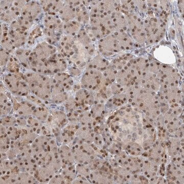 Anti-PMM1 antibody produced in rabbit Prestige Antibodies&#174; Powered by Atlas Antibodies, affinity isolated antibody, buffered aqueous glycerol solution