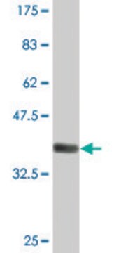 Monoclonal Anti-MYH3 antibody produced in mouse clone 3H3, purified immunoglobulin, buffered aqueous solution