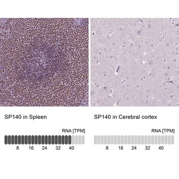 Anti-SP140 antibody produced in rabbit Prestige Antibodies&#174; Powered by Atlas Antibodies, affinity isolated antibody, buffered aqueous glycerol solution